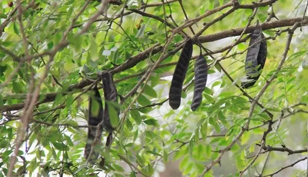 Gội đầu bằng bồ kết